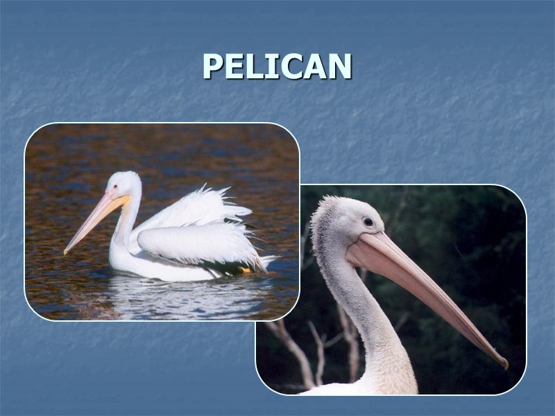 PELICAN